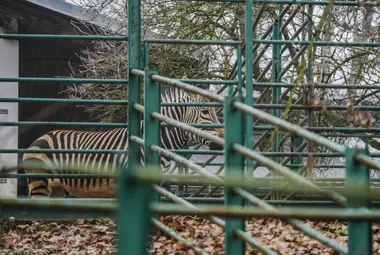 Zoo Ústí nad Labem - Nevinné oběti
